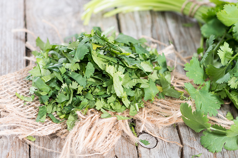 koriander a vágódeszkán